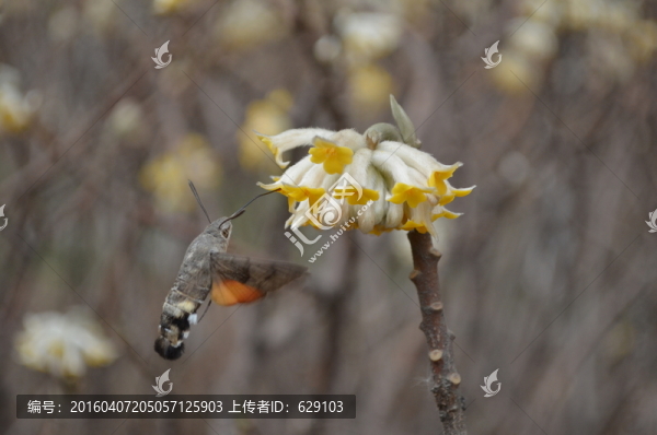 飛蛾