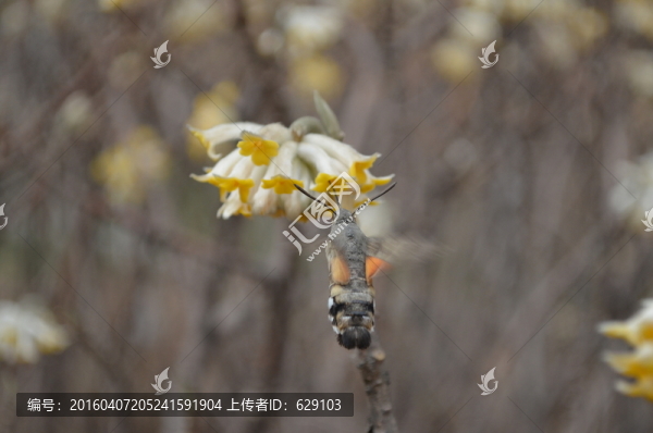 飛蛾