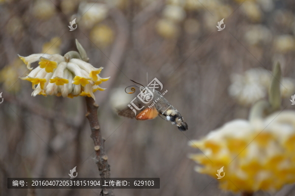 飛蛾