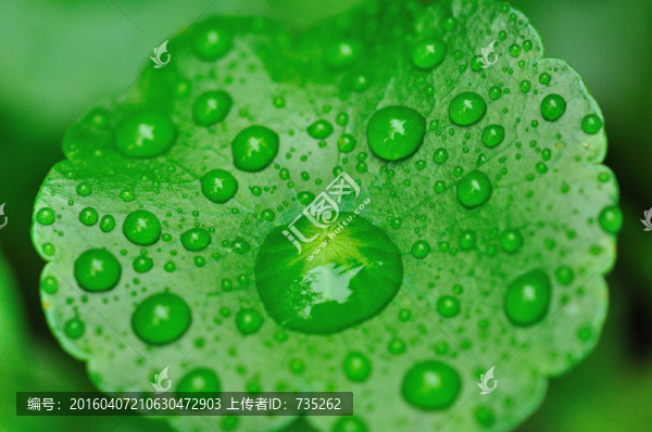 銅錢草