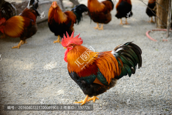 大公雞
