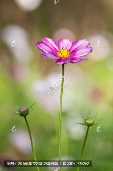 波斯菊
