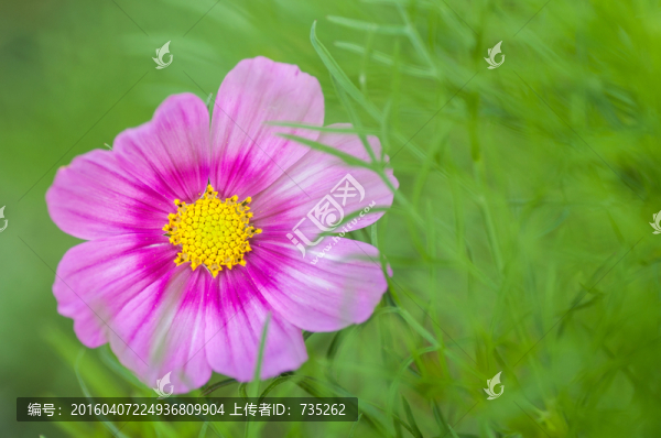 波斯菊
