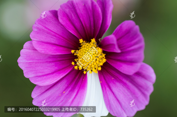 波斯菊