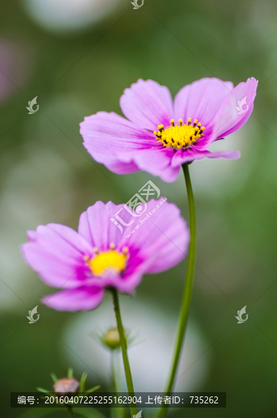 波斯菊