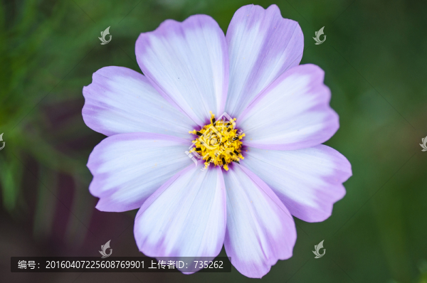 波斯菊