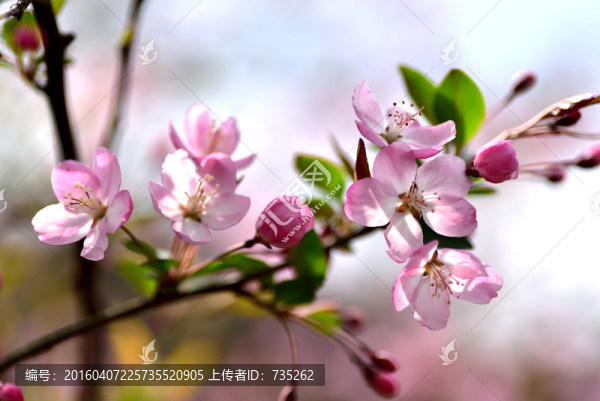 垂絲海棠花