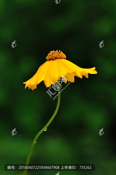 大花金雞菊