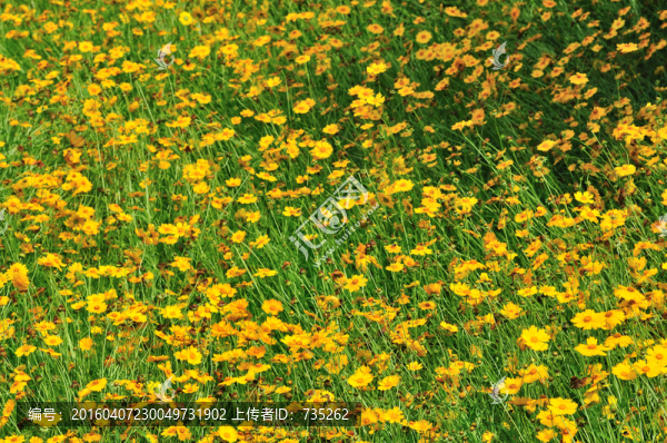 大花金雞菊