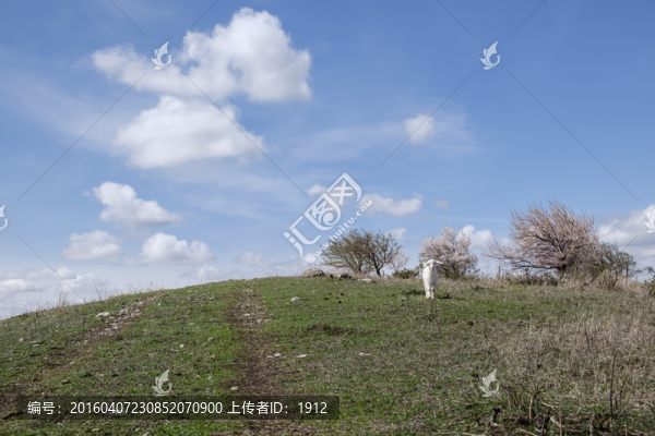 山坡