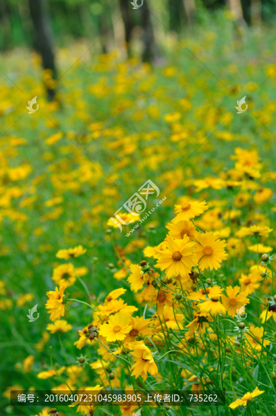 大花金雞菊
