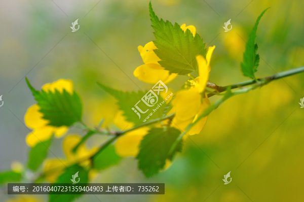 棣棠花