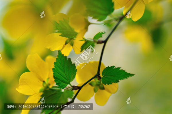棣棠花