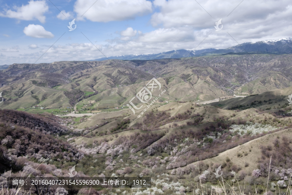 山