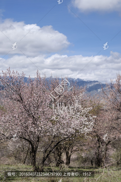 杏花溝