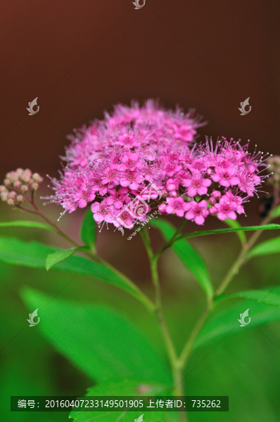 粉花繡線菊