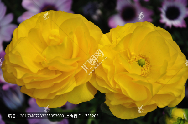 花毛茛