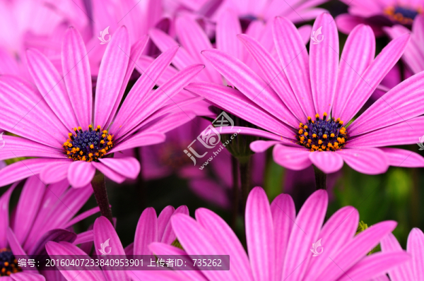 非洲萬壽菊
