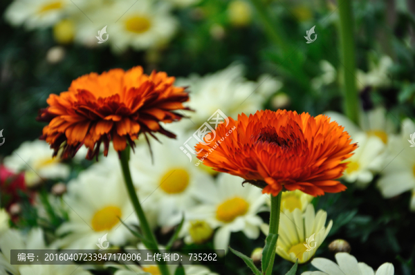 菊花