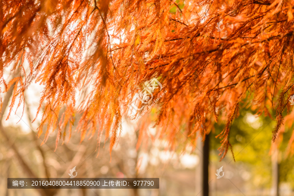 紅杉