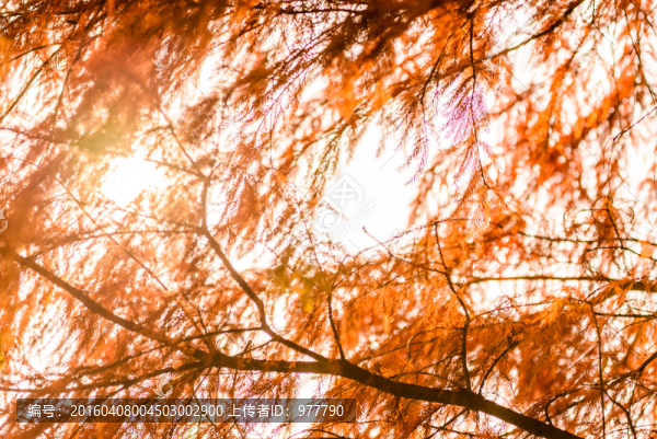 紅杉