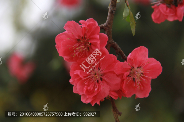 春天桃花