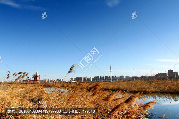 大慶,濕地,蘆葦,4月
