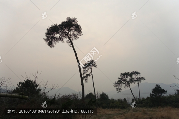 黃昏古樹