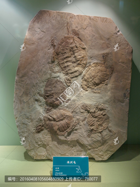 滿洲龜化石