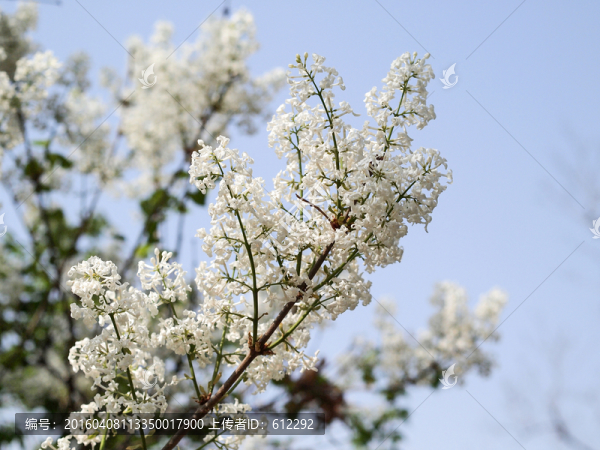 丁香花