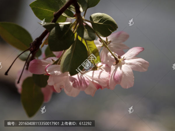 海棠花