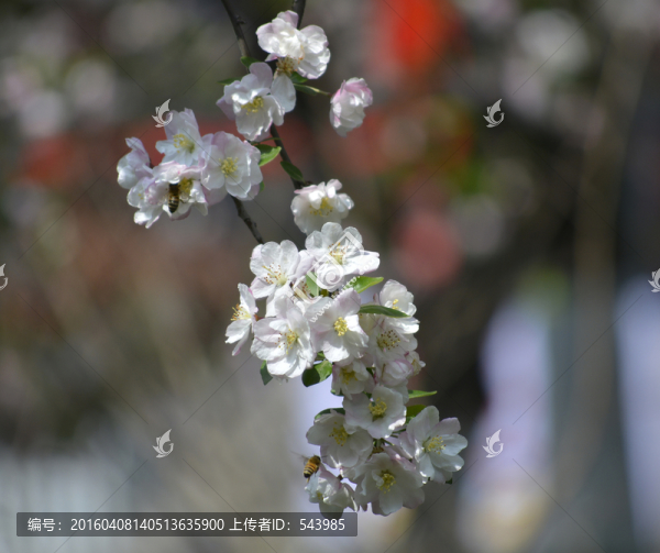 海棠花朵
