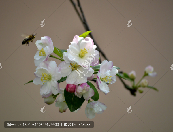 蜜蜂采花