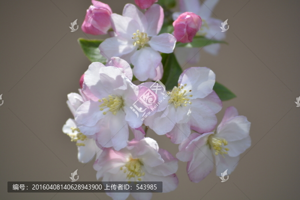 海棠花高清