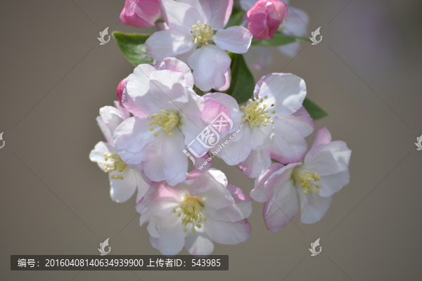 海棠花素材