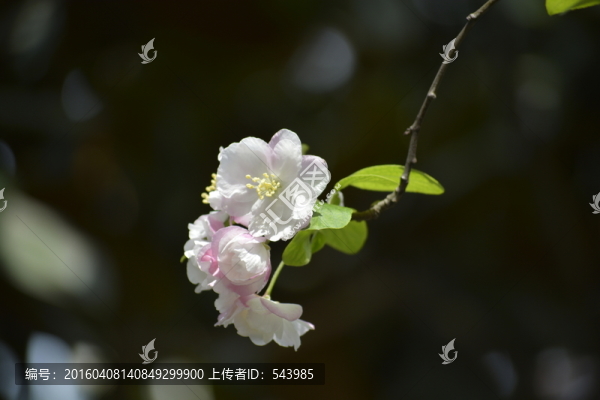 海棠花高清素材