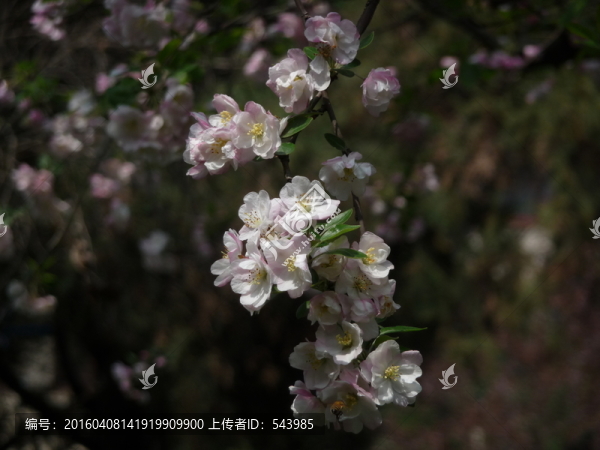 海棠花