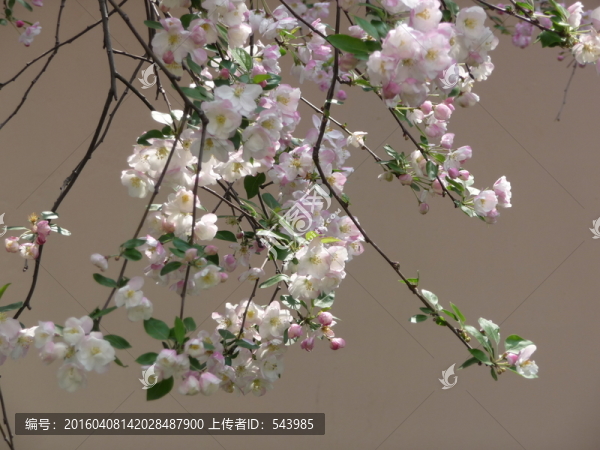 海棠花