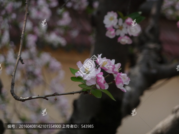 海棠花