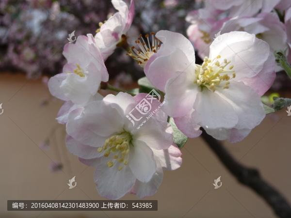 海棠花