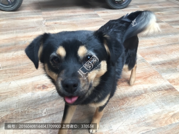 小狗