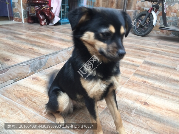 小狗