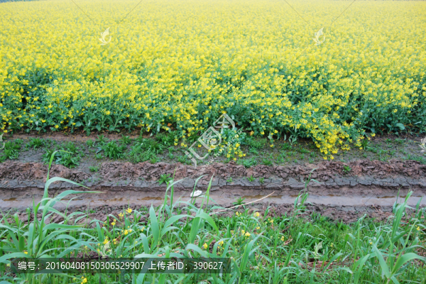 油菜花