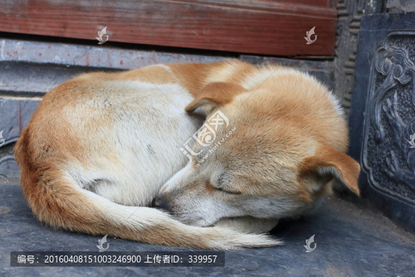 小狗