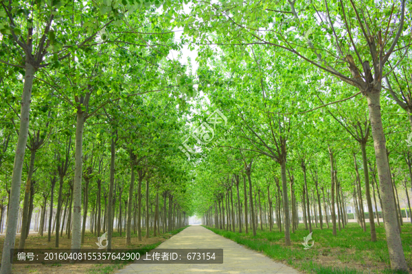 林間小路