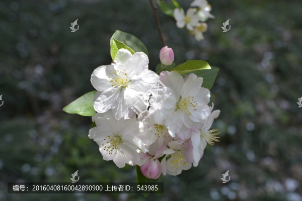 美麗海棠花