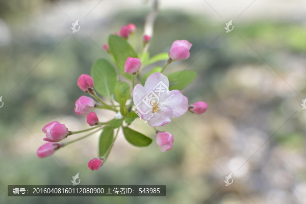 美麗海棠花