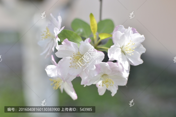 美麗海棠花特寫