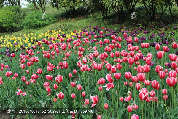 郁金香-匯圖網(wǎng) www.fosd68.com 郁金香