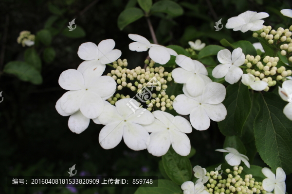 瓊花